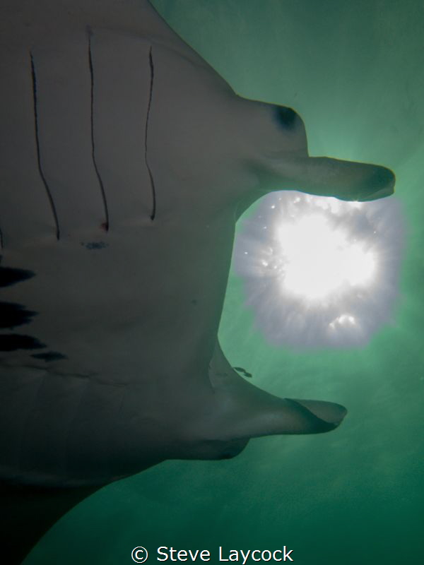Manta Catching the sun by Steve Laycock 