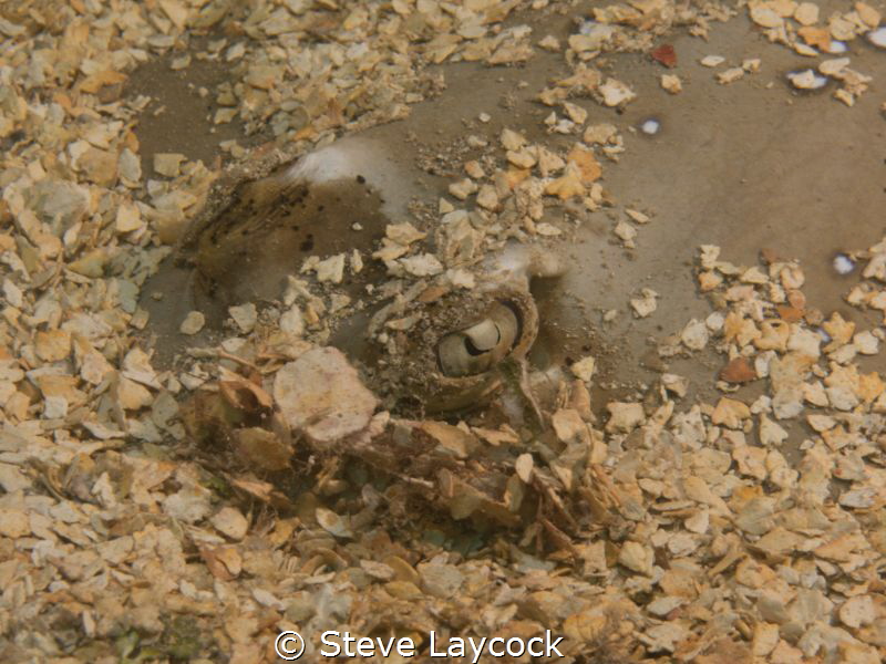 Juvenile blue spotted ray hiding by Steve Laycock 