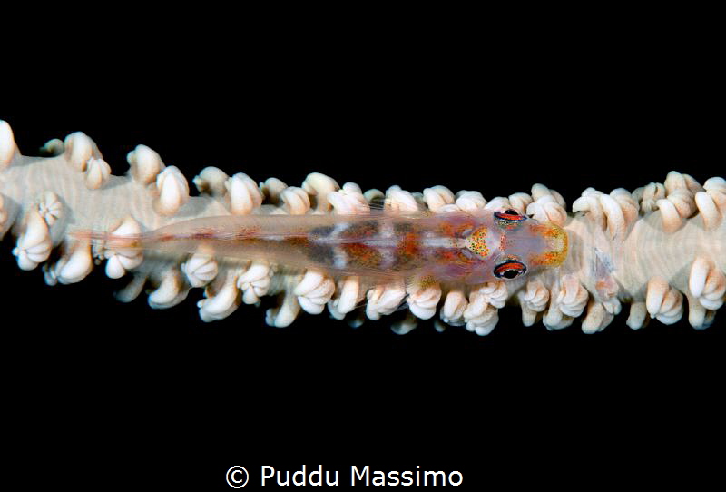 nikon d800e,105 micro by Puddu Massimo 