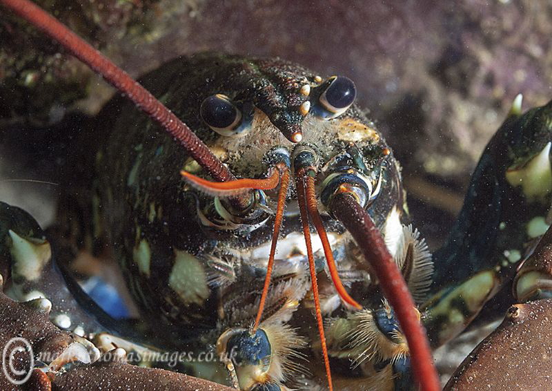 Lobster up close.
Trefor pier, N. Wales. by Mark Thomas 