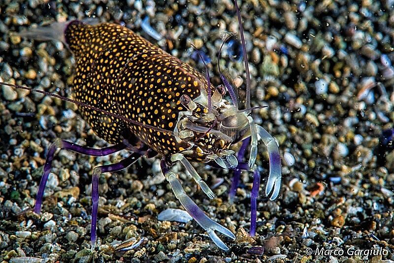 Gnatophyllum elegans by Marco Gargiulo 