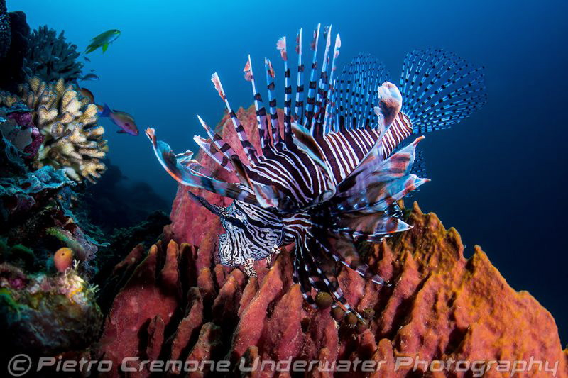 Lionfish on sponge by Pietro Cremone 