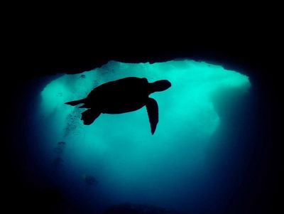 "Out of the Shadows" Shot off the South shores of Oahu fr... by Glenn Poulain 