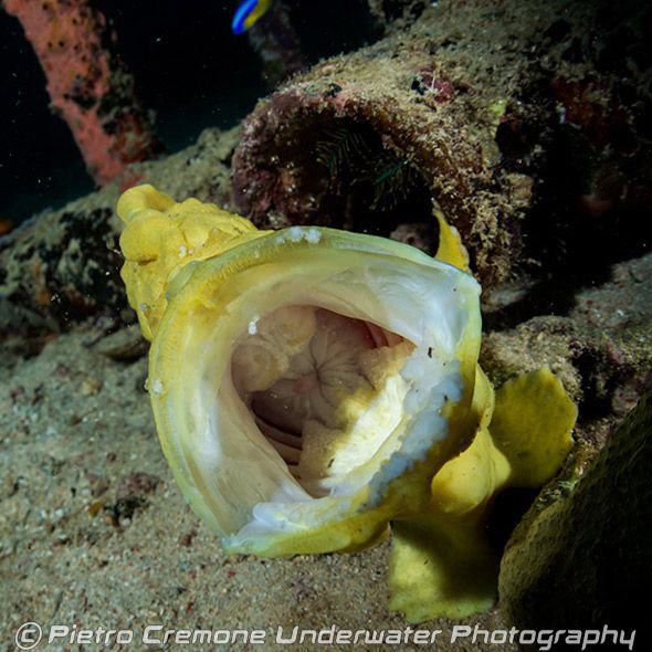 Frogfish yawn by Pietro Cremone 