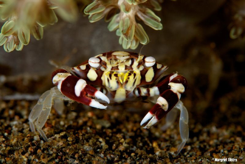 Tiny Monster
Nikon D80, Ikelite housing + two Ikelite st... by Margriet Tilstra 