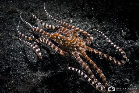Mimicing... by Nadya Kulagina 