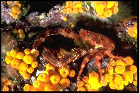 A crustacean "Galathea strigosa" on the rock in the night... by Guido Picchetti 
