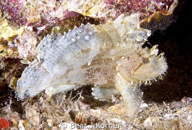 Leaf Scorpion Fish with a venomous veil for protection. by Beat J Korner 