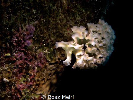 Lettuce Nudibranch
http://www.boazphotos.com/ by Boaz Meiri 