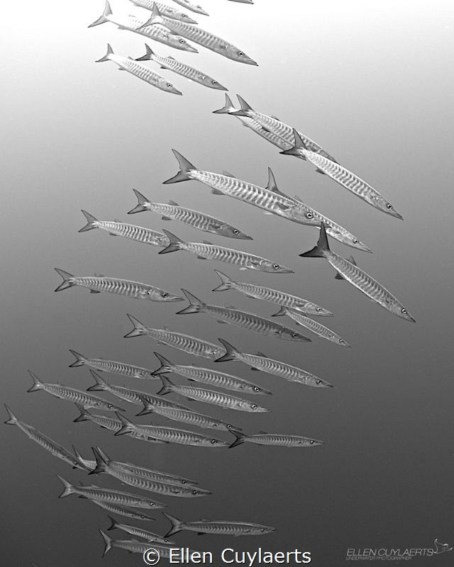 Silver arrows by Ellen Cuylaerts 