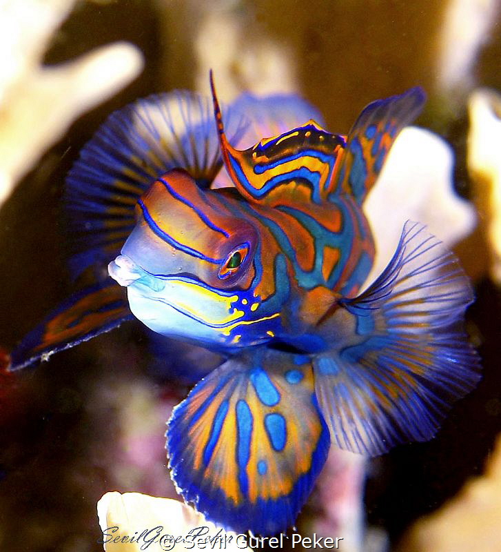 Sunset dive, 5 meters depth. by Sevıl Gurel Peker 