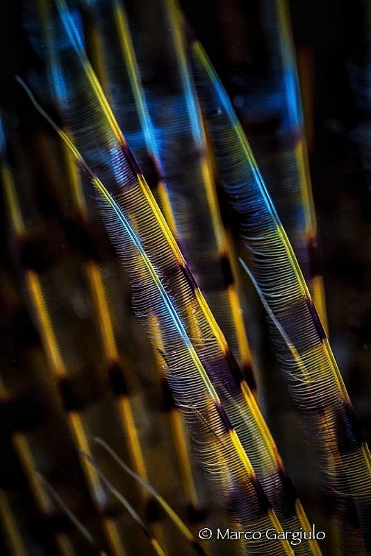 Graphic lines by Marco Gargiulo 