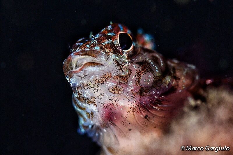 hallo! by Marco Gargiulo 