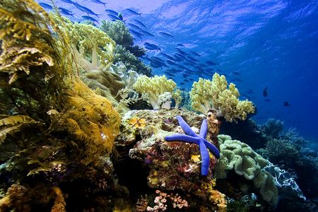 Wakatobi Reef Scene by Karl Dietz 