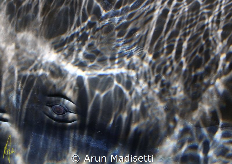 Close focus wide angle enough? Sperm Whale eye.
15mm D90... by Arun Madisetti 