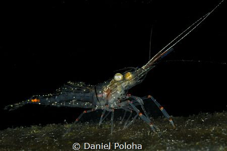 Common shrimp Palaemon affinis by Daniel Poloha 