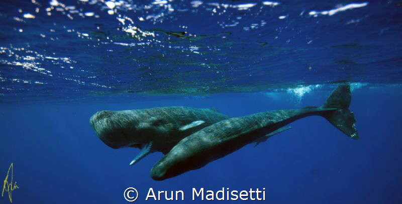 Male and female, taken under permit by Arun Madisetti 