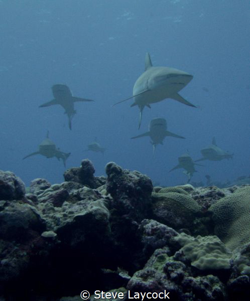 Curious sharks by Steve Laycock 