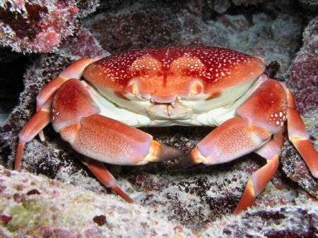 Batwing Coral Crab - Florida Keyes NIkon D70 w/Ikelite Ho... by Eliot Neumann 