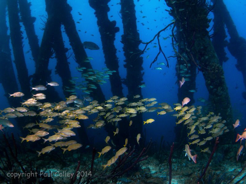 fish schools at salt pier, Bonaire by Paul Colley 