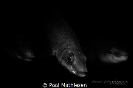 BLACK by Paal Mathiesen 