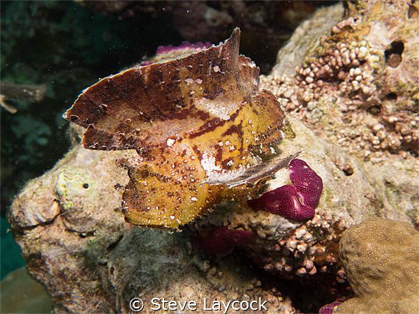 leaf fish by Steve Laycock 