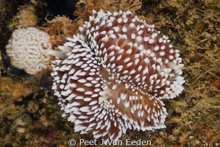 Two is a company three's a crowd, but someone produced th... by Peet J Van Eeden 