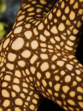 'Sea star' from PNG. Taken with Olympus E-20 in Titan hou... by Istvan Juhasz 