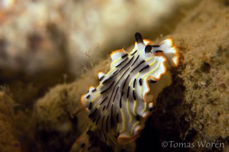 Photo taken deep insside cave No.1 at Ko Haa 5 by Tomas Woren 