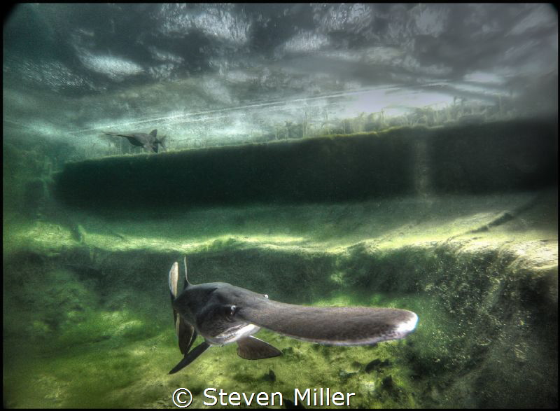 Paddlefish swimming under the ice in a Natural Swimming Pool by Steven Miller 
