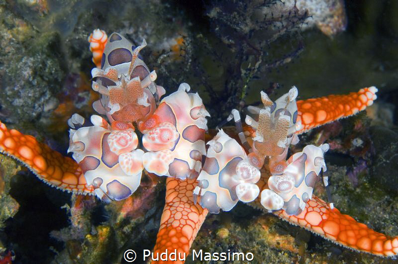 A couple of ....,Gangga island,nikon D2x 60 micro by Puddu Massimo 