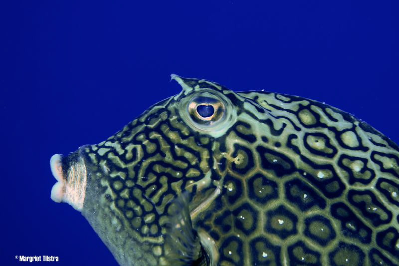 Close-up of a Cow Fish
Nikon D80, Ikelite housing + two ... by Margriet Tilstra 