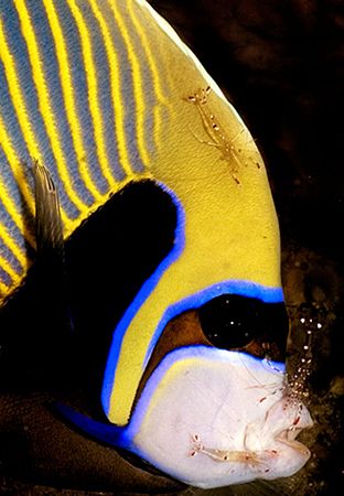 The Emperor is cleaned.
Near Bangka, Indonesia
D70 by Rand McMeins 