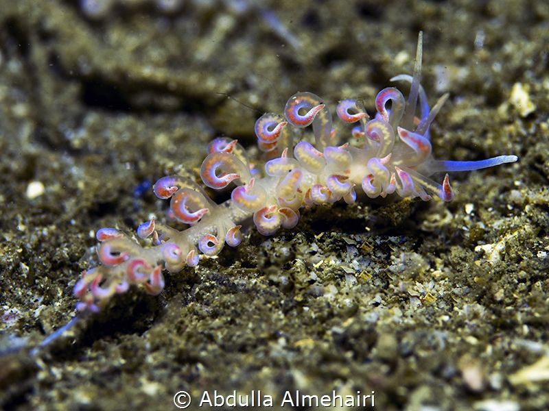 Nudibranch Macro by Abdulla Almehairi 