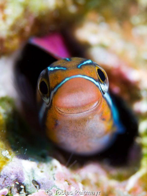 Fangtooth blenny at Hin Daeng by Tobias Reitmayr 