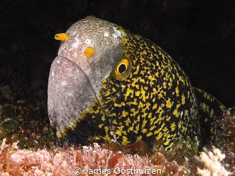 "Tight Lipped" Moray by James Oosthuizen 