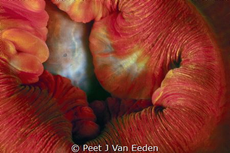Seduction by a sea anemone by Peet J Van Eeden 