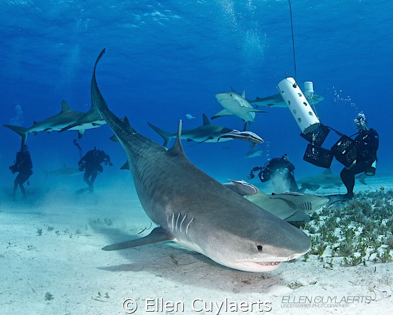 Bow down Emma
'Emma' is a well known tiger sharks at Tig... by Ellen Cuylaerts 
