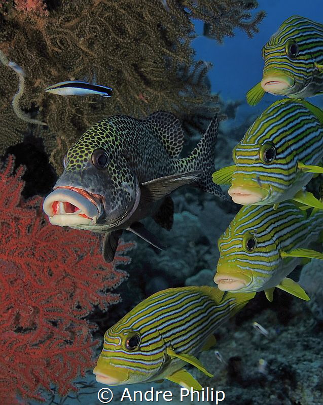 Different sweetlips in a cleaning staion by Andre Philip 