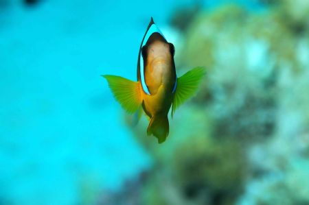 Red Sea, Hurgada by Stevan Filipovich 