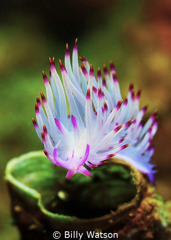 Rhinopores Flabellina by Billy Watson 