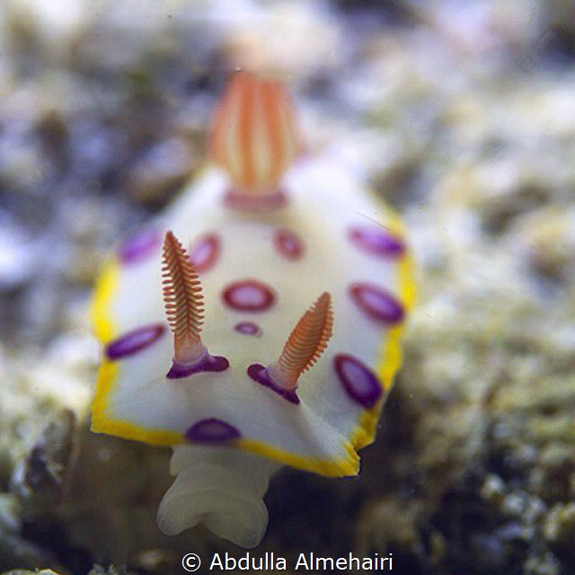 Macro by Abdulla Almehairi 