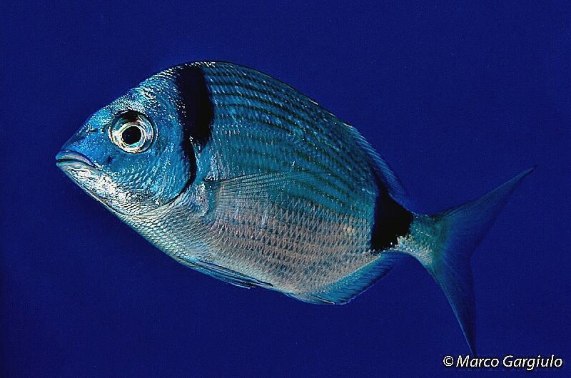 Diplodus vulgaris by Marco Gargiulo 