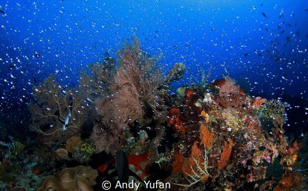 Raja ampat by Andy Yufan 