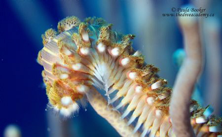 Fireworm by Paula Booker 