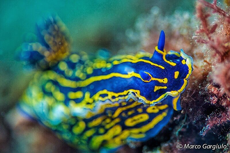 Felimare picta by Marco Gargiulo 
