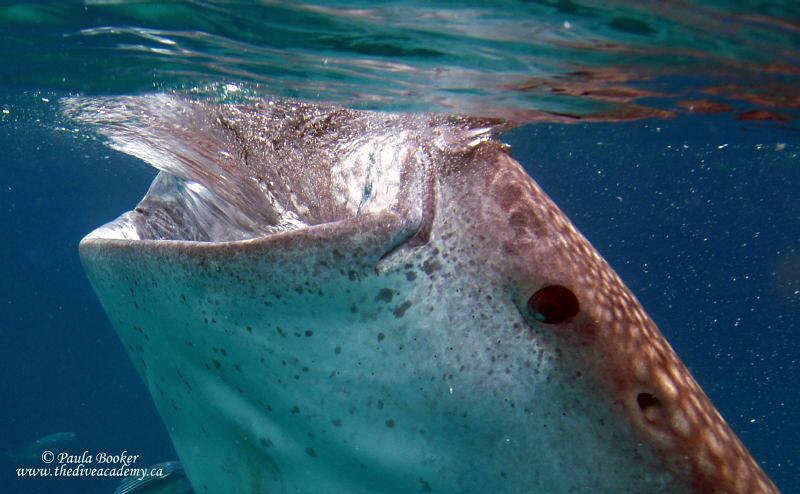 Juvenile whale shark, Cebu Philippines by Paula Booker 