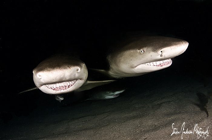 Two Lemons are better than one at Tiger Beach. This image... by Steven Anderson 