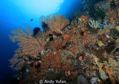 Raja ampat by Andy Yufan 