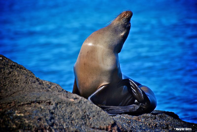Sea Lion sunbading, Galapagos Islands
Nikon D80, Lense A... by Margriet Tilstra 
